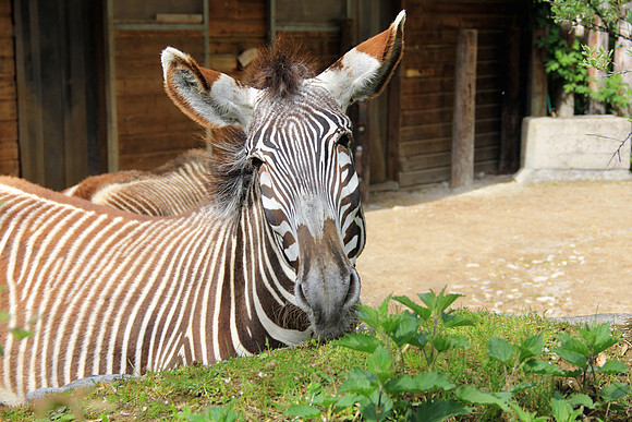 Ostereier suche im Zoo