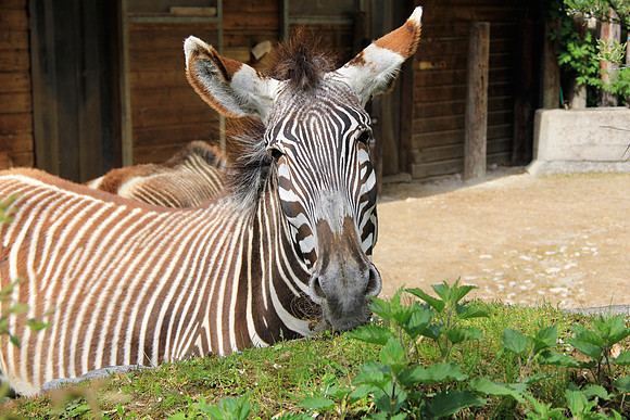Ostereier suche im Zoo