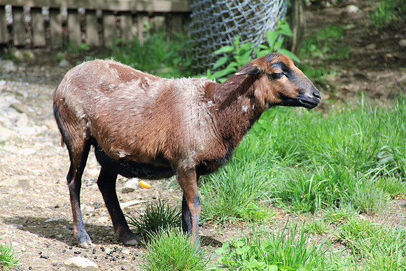 Ostereier suche im Zoo