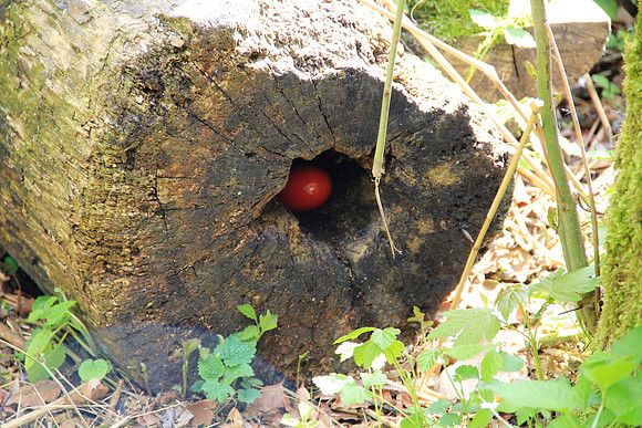 Ostereier suche im Zoo