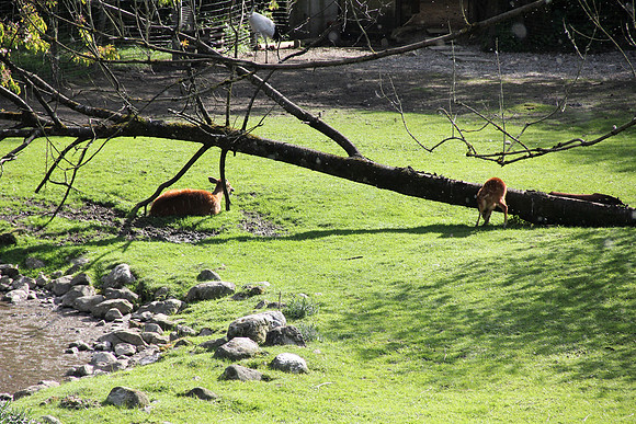Ostereier suche im Zoo