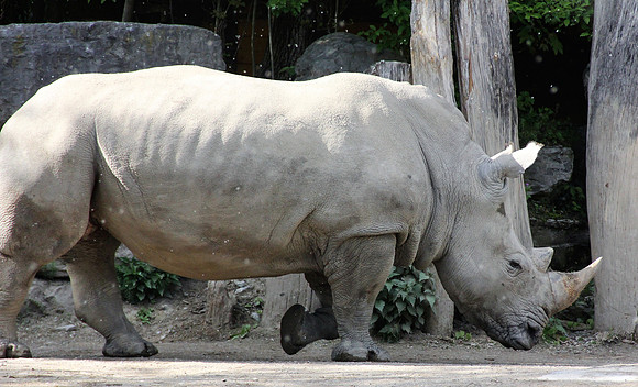 Ostereier suche im Zoo