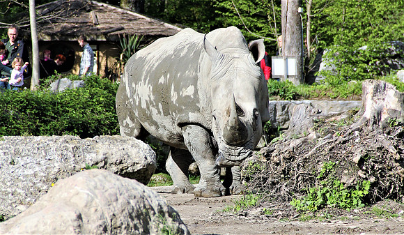 Ostereier suche im Zoo