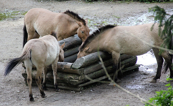 Ostereier suche im Zoo