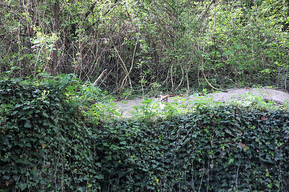 Ostereier suche im Zoo