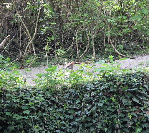 Ostereier suche im Zoo