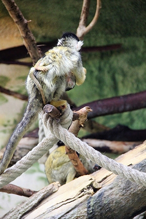 Ostereier suche im Zoo