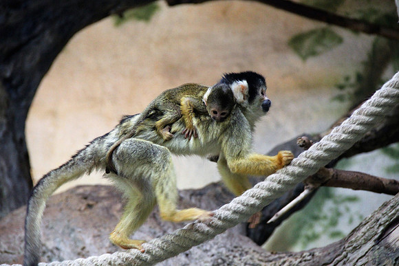Ostereier suche im Zoo