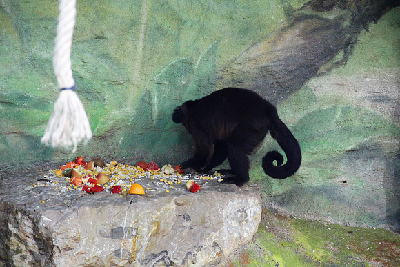 Ostereier suche im Zoo
