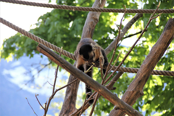 Ostereier suche im Zoo