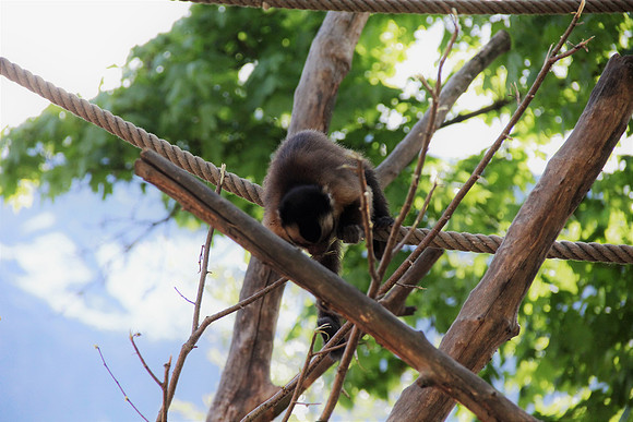 Ostereier suche im Zoo