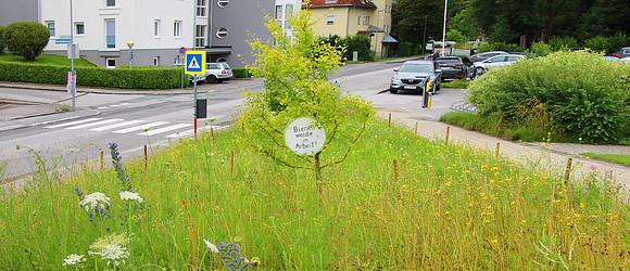 Bienenweide Rif