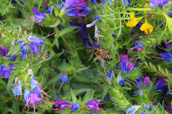 Bienenweide Rif