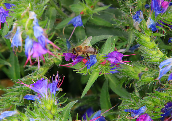 Bienenweide Rif