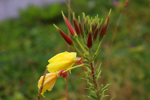 Bienenweide Rif