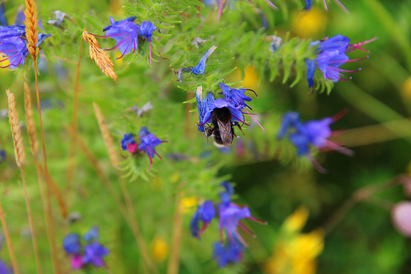 Bienenweide Rif
