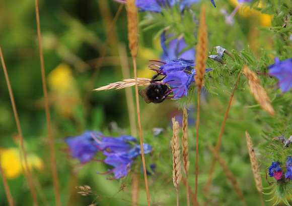Bienenweide Rif