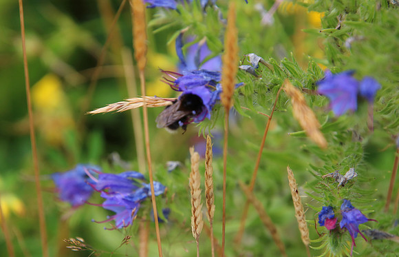 Bienenweide Rif