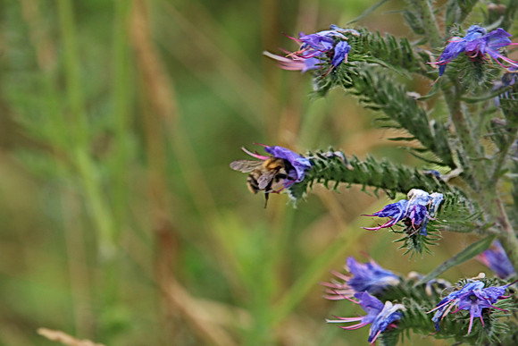 Bienenweide Rif