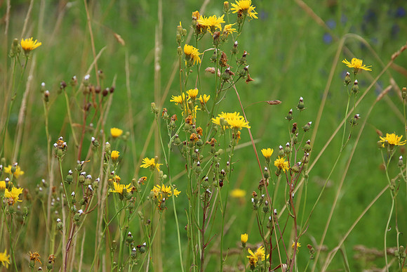 Bienenweide Rif
