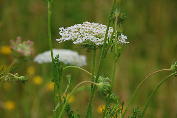 Bienenweide Rif
