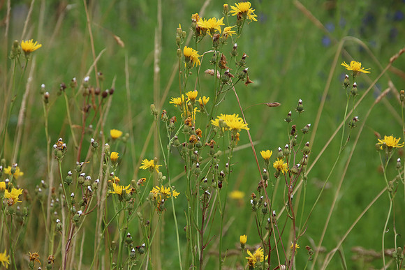 Bienenweide Rif