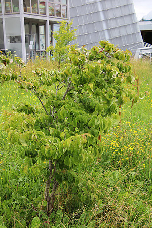 Bienenweide Rif