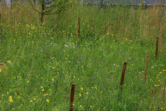 Bienenweide Rif