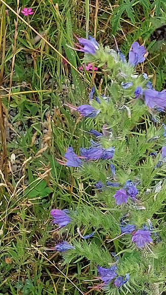 Bienenweide Rif
