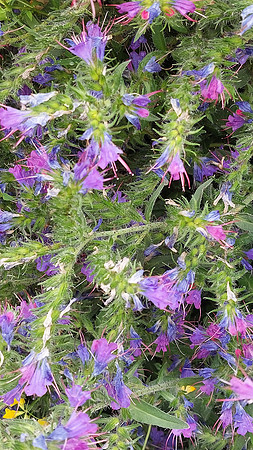 Bienenweide Rif