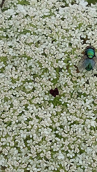 Bienenweide Rif