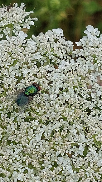 Bienenweide Rif