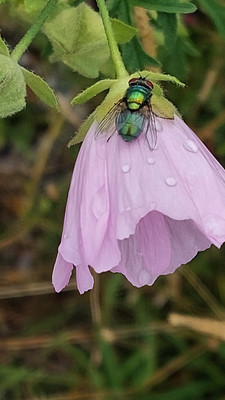 Bienenweide Rif