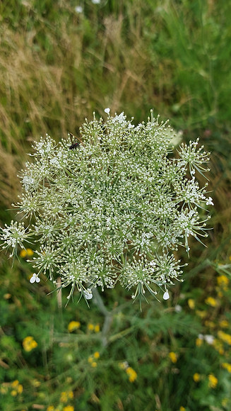 Bienenweide Rif