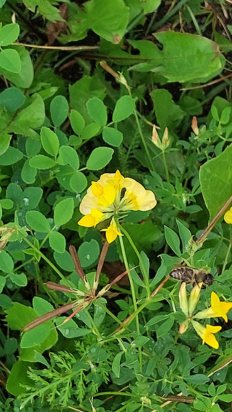 Bienenweide Rif