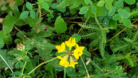Bienenweide Rif