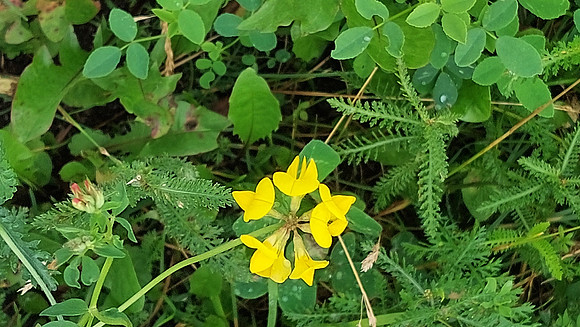 Bienenweide Rif
