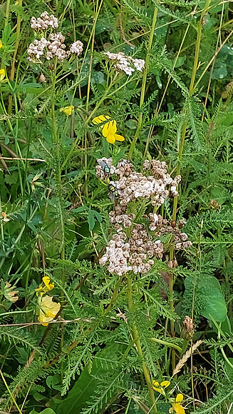 Bienenweide Rif