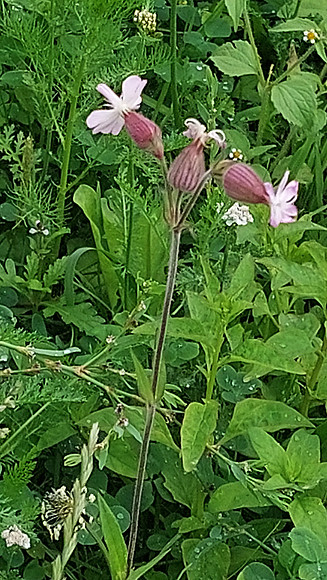 Bienenweide Rif