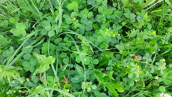 Bienenweide Rif