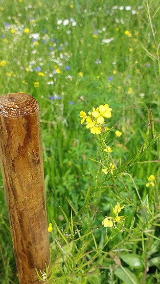 Bienenweide Rif