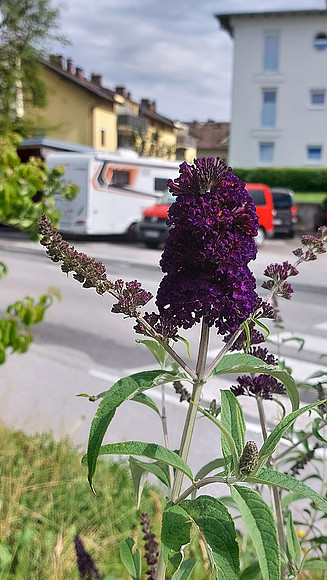 Bienenweide Rif