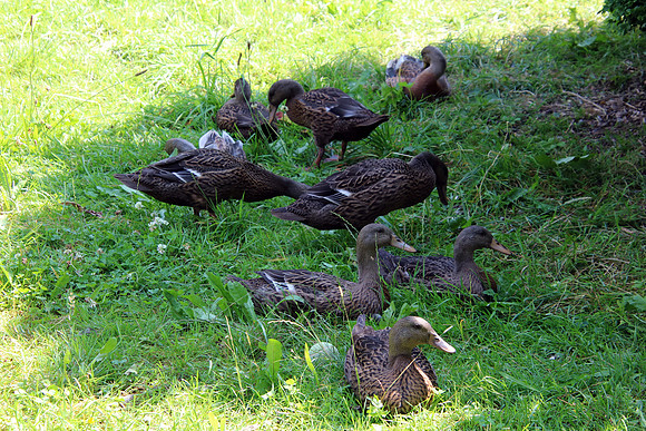Biohof Schafferbauer