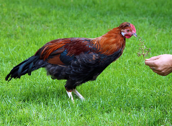 Biohof Schafferbauer