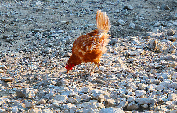 Bilder Rundum St. Martin bei Lofer