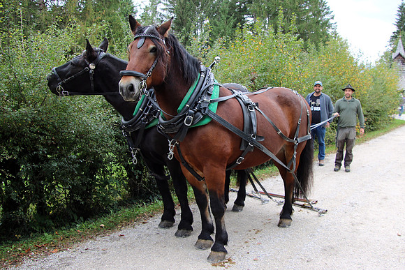 Rosserer Tag 2023