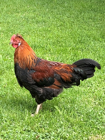 Biohof Schafferbauer