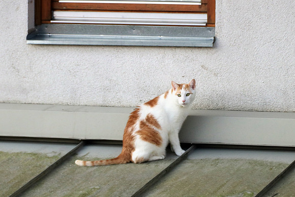 Die Katze auf dem Hausdach