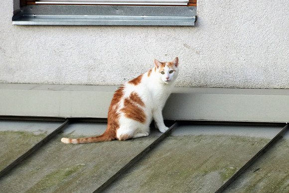 Die Katze auf dem Hausdach