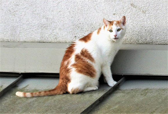 Die Katze auf dem Hausdach